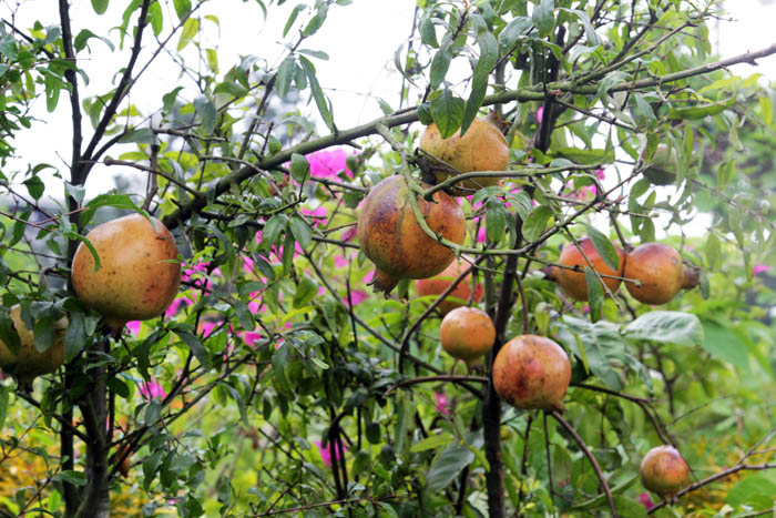 সুস্বাদু ও রসালো ফল ডালিম